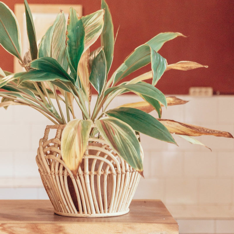 Plant Basket | Laundry Basket | Storage Basket RAHINA made from Rattan (3 sizes)